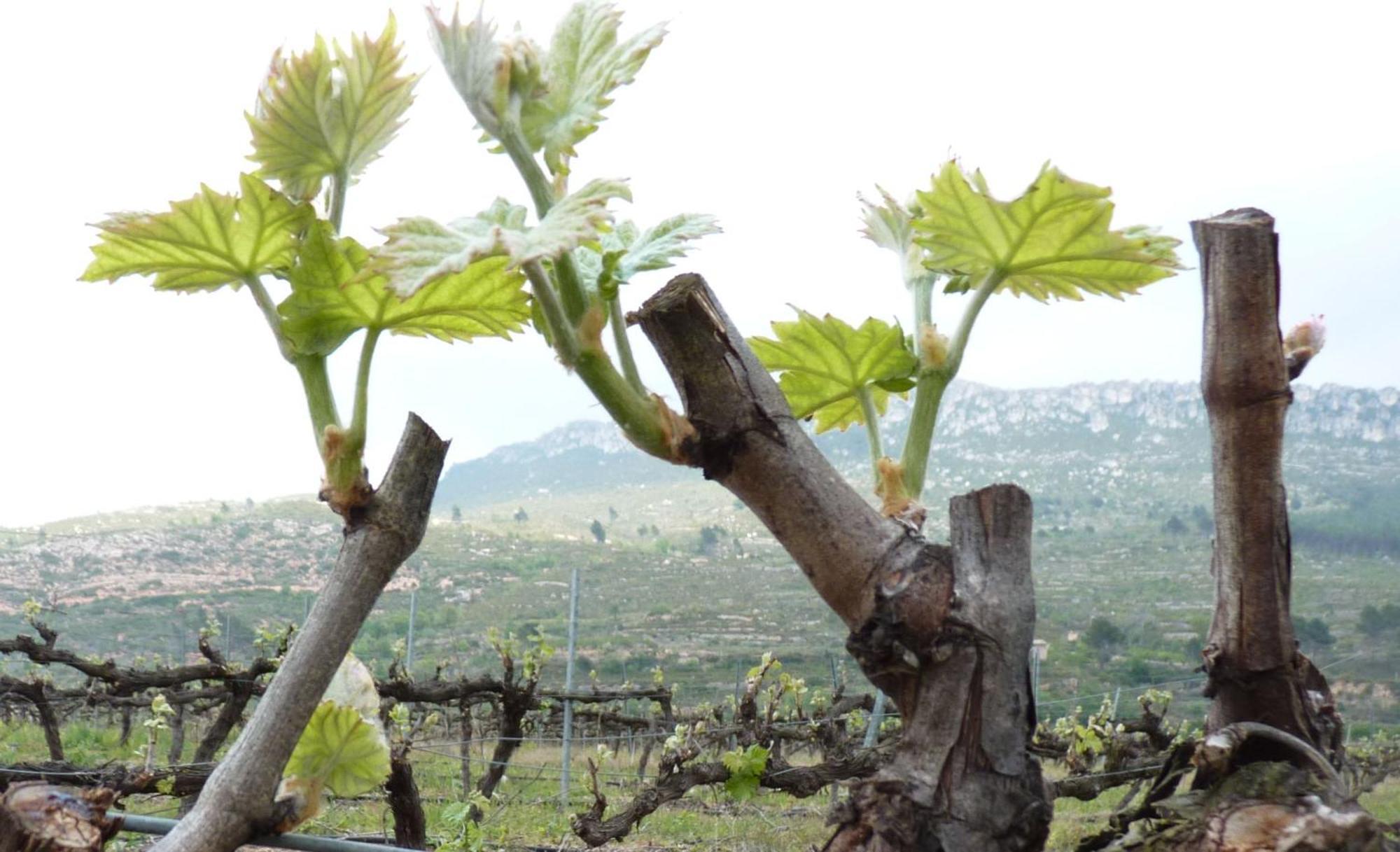 Cal Maginet Ξενοδοχείο Vilaverd Εξωτερικό φωτογραφία